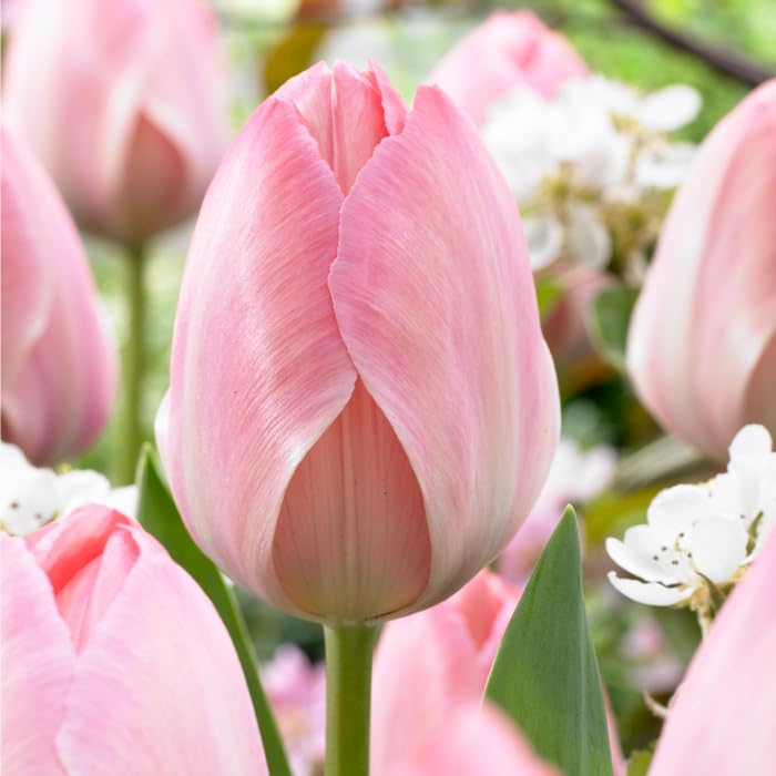 Amazon.co.jp: チューリップ球根 品種ミックス桃色系50球入り どんな花